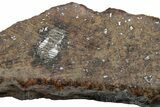 Cut & Polished Chondrite Meteorite ( g) Section - Morocco #225323-1